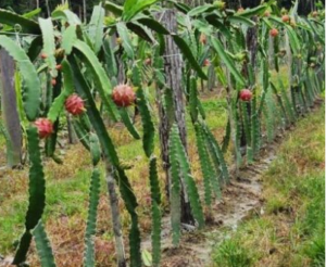 Como Plantar Pitaya Dicas E Sugest Es Valiosas